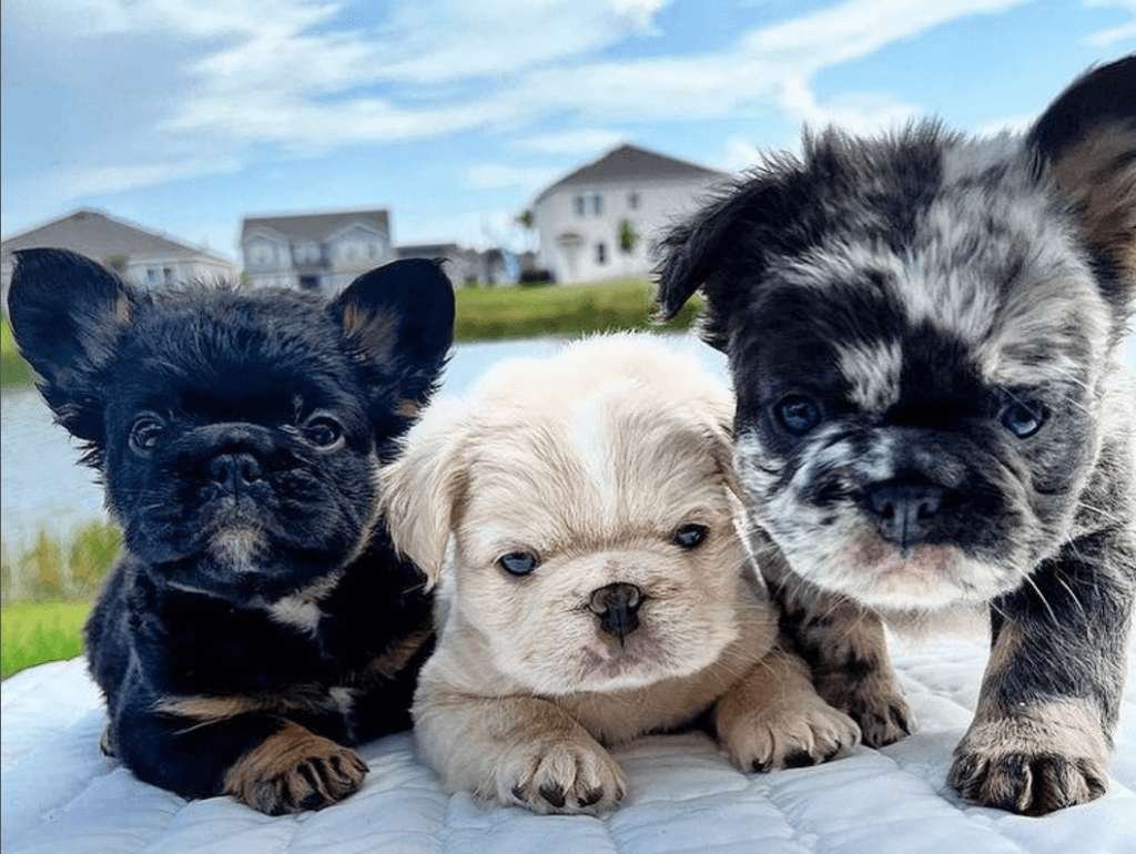 Fluffy Frenchie