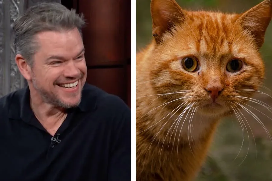 matt damon cat